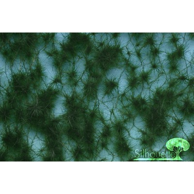 Summer Pine