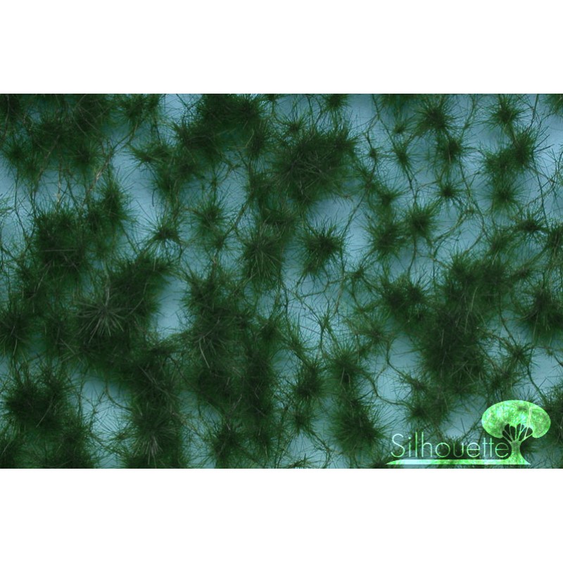 Summer Pine