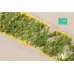 Goldenrod Summer Flowers