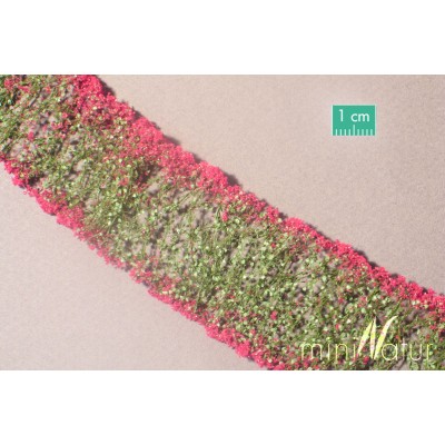 Magenta Flowers