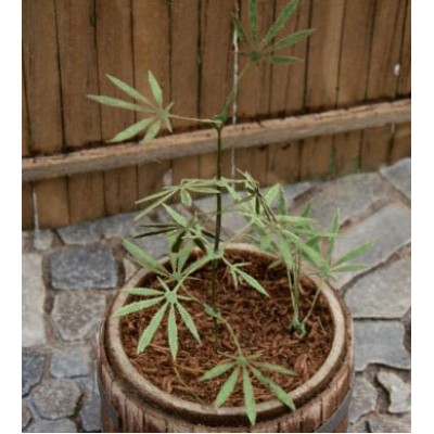 Cannabis