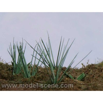 Common Sedge
