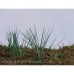 Common Sedge