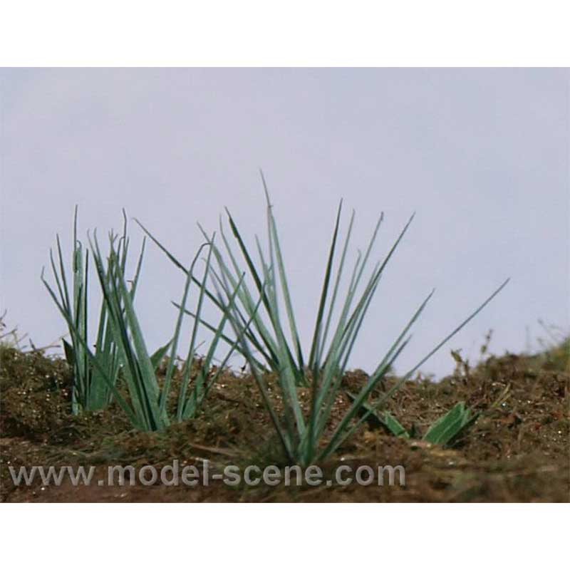 Common Sedge