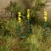 Mullein