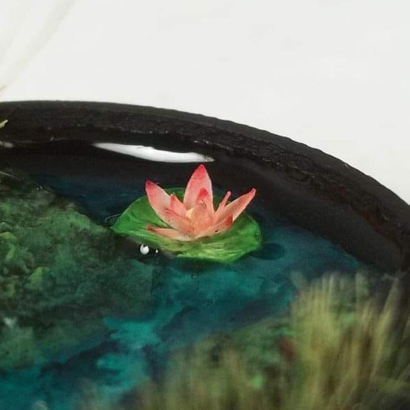 Water Lillies Water Lillies