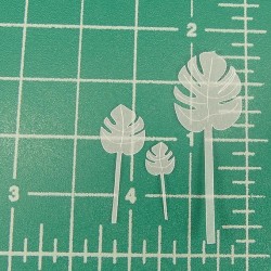 Monstera
